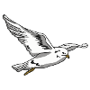 Seagull