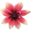 Dahlia red yellow