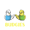 Budgerigar