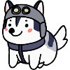 Husky pilot dog Malamute