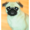 Cute pug with expressive view