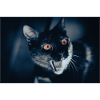 my funny cat