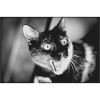 mon drôle de chat
