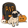Cute Pug Halloween Costume Dog