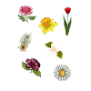 Espèces de fleurs Fleurs