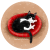 Chat dans le panier