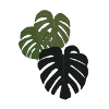 Hole plant Monstera