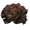 Lettuce head red