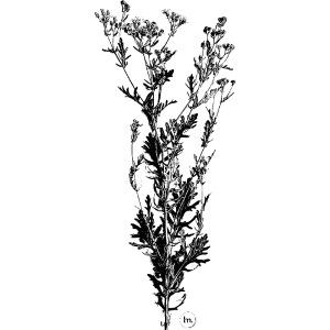 Ragwort | Kruiskruid