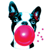 Bubble Boston