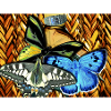 Butterflies