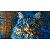 chat colotré