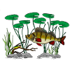 Perch fishing
