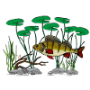 Perch fishing