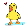 Canard mignon