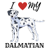 I love mine │ Dalmatian