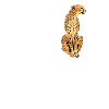 Dear Cheetah