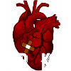 BRKN Broken Heart Anatomical