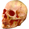 halloween skull