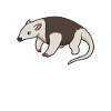 Kawaii Tamandua