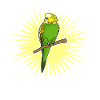 Perruche Perruche Budgerigar