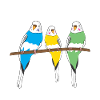 Perruche Budgerigar Lady Budgerigar