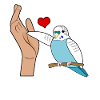 Budgerigar Budgie Coeur Budgerigar