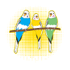 Budgerigar Saying Budgie