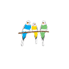 Budgerigar blague avec budgerigar
