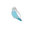 Budgie Budgie Budgerigars