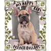 Français Bulldog, Chien, Bouledogue Français