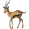 gazelle