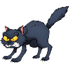 Angry Black Cat