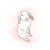 Blanc lapin, aquarelle rose