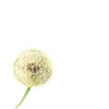 Dandelion wish you something