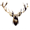 Schwarzwald Hirsch - Wald