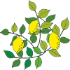 lemon tree
