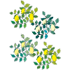 citrons 4x