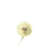 Pusteblume dreams come true