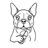 Français Bouledogue