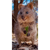 Quokka