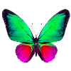Schmetterling01