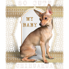 Chihuahua, pedigree dog