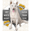 Husky blanc dicton drôle