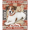 Jack-Russell-Terrier, Hund, Liebe-Love