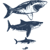 Megalodon