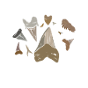 Jaw-Some Shark Teeth Hunter Shark Tooth Collector