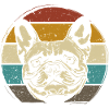 Français Bulldog Français Bulldog rétro