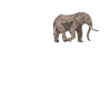 Dear Elephants
