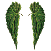 Plant Wings